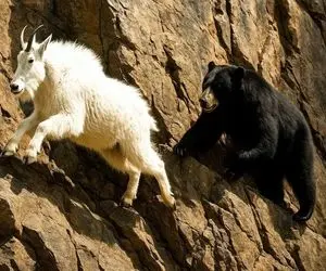 مستند حیات وحش؛ بزهای کوهی با سم هاشون با جاذبه می جنگن