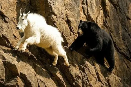 مستند حیات وحش؛ بزهای کوهی با سم هاشون با جاذبه می جنگن