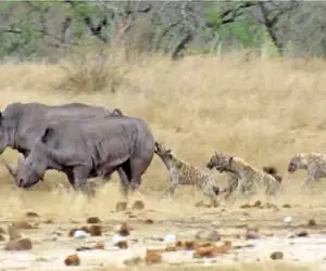 مستند حیات وحش؛ نبرد لاطائل کفتارهای بدسگال برای زمین زدن کرگدن تانک