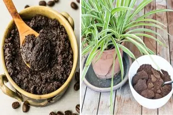 کاربردهای شگفت انگیز تفاله قهوه / دور نریز کود بده به گیاهان آپارتمانی و معجزه ببین