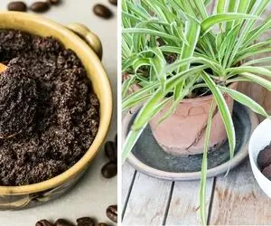 کاربردهای شگفت انگیز تفاله قهوه / دور نریز کود بده به گیاهان آپارتمانی و معجزه ببین