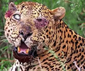 از جذابیت های حیات وحش؛ پلنگ برای بقا رفت که شکار کنه اما کور و ضریر به فنا رفت