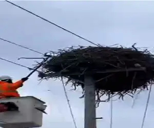 مستند حیات وحش؛ عقاب با تخماش از محله فقیر نشین بردن محله اعیونی سیس گرفت
