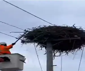 مستند حیات وحش؛ عقاب با تخماش از محله فقیر نشین بردن محله اعیونی سیس گرفت