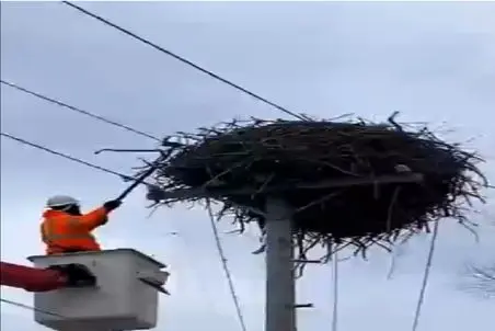 مستند حیات وحش؛ عقاب با تخماش از محله فقیر نشین بردن محله اعیونی سیس گرفت