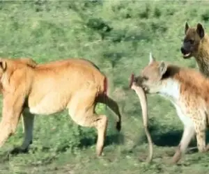 مستند حیات وحش؛ سگ های وحشی روی شرور خود را به پلنگ نشان دادند