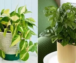 ترفندهای کاربردی واسه پر پشت شدن پتوس؛ اینجوری گلتون رو از کچلی نجات بدید