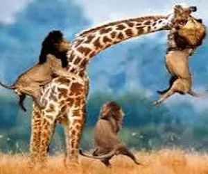 مستند حیات وحش / تقلای ستودنی زرافه دراز ناز برای بقا مقابل شیر درنده