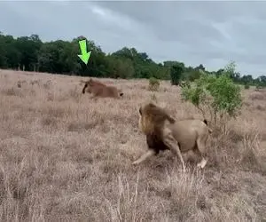 جذابیت حیات وحش /کل یالدار قسی القلب گوشت تن شیر بیچاره رو کند