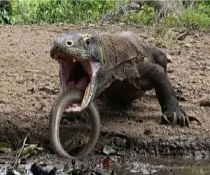 بر مدار وحش؛ مار گِلی کاری می‌کنه کومودو حالش به هم بخوره و بالا بیاره