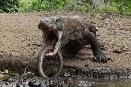 بر مدار وحش؛ مار گِلی کاری می‌کنه کومودو حالش به هم بخوره و بالا بیاره