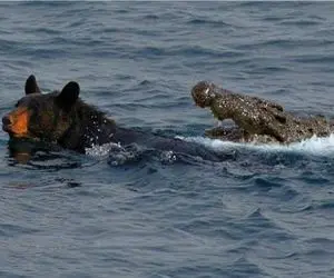 مستند حیات وحش؛ خرس مهاجر گرفتار آرواره های مرگبار کروکودیل شد