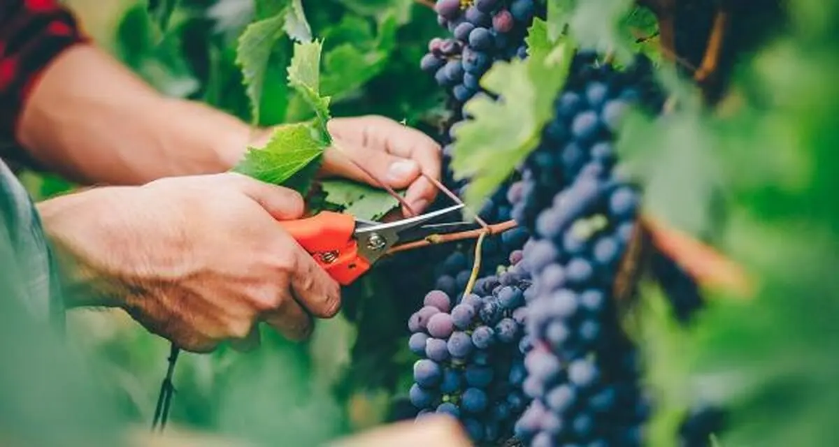 planting-grapes-1007