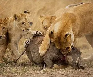 مستند حیات وحش؛ گراز مفلوک تو صدتا سوراخم قایم شه شیر پاره اش میکنه