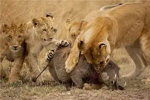 مستند حیات وحش؛ گراز مفلوک تو صدتا سوراخم قایم شه شیر پاره اش میکنه