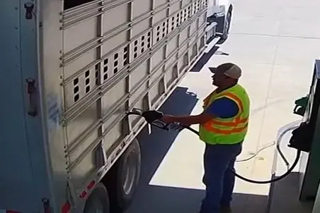 دامداری نوین؛ راننده کامیون حمل گاو بنزین میزد که گاوها شورش کردن کامیون ترکید