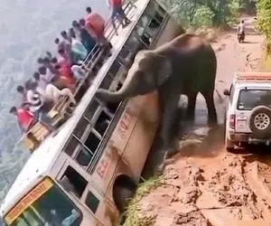 معماری طبیعت؛ فیل قاط زد به اتوبوس گردشگرا حمله کرد فرستادشون ته دره