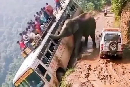 معماری طبیعت؛ فیل قاط زد به اتوبوس گردشگرا حمله کرد فرستادشون ته دره