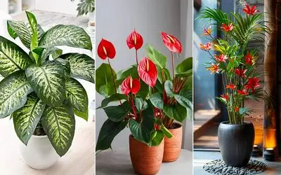 گیاهان آپارتمانی که هوای خونه رو تصفیه و تمیز میکنن؛ گلای مناسب خونه کوچیک و محل کار