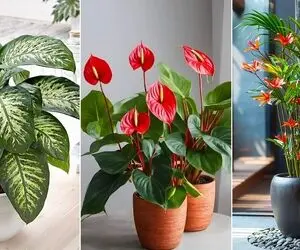 گیاهان آپارتمانی که هوای خونه رو تصفیه و تمیز میکنن؛ گلای مناسب خونه کوچیک و محل کار