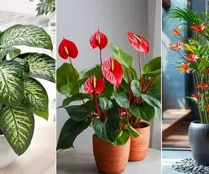 گیاهان آپارتمانی که هوای خونه رو تصفیه و تمیز میکنن؛ گلای مناسب خونه کوچیک و محل کار