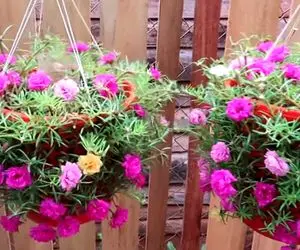 ایده های خلاقانه؛ باغچه کف حیاط نداری برو تو کار این معلق ها که خیلی خوشگل ترن