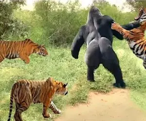 مستند حیات وحش / ببر احمق به یک گوریل حمله کرد تا پادشاهی خود را اثبات کند