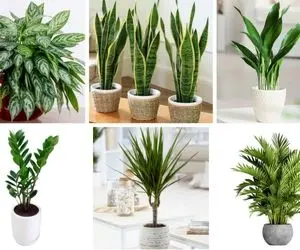 از بین بردن حشرات گیاهان آپارتمانی / پشه های سیاه شبیخون زدن به گلت اینا چاره شونه