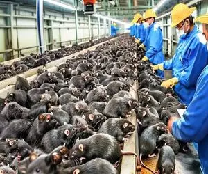 فرآوری موش صحرایی؛ موش صحرایی سیاه رو میجوشونه پوستش کنده شد درسته سرخ میکنه