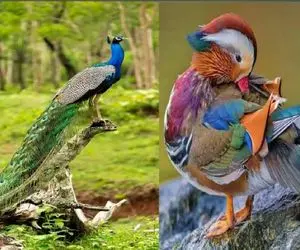 کارخانه حیوانات؛ 10 پرنده که بعد جهش ژنتیکی زینتی شدن و خدا تومن پولشه