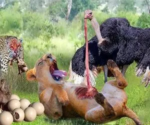 صحنه دهشتناک؛ شترمرغ سفاک مچ شیر که به نوزادش حمله کرد گرفت و شکمشو پاره کرد