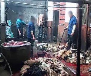 فرآوری سگ؛ با یه ضربه سگای وحشی و بیهوش میکنن گردن میزنن میبرن برای سلاخی