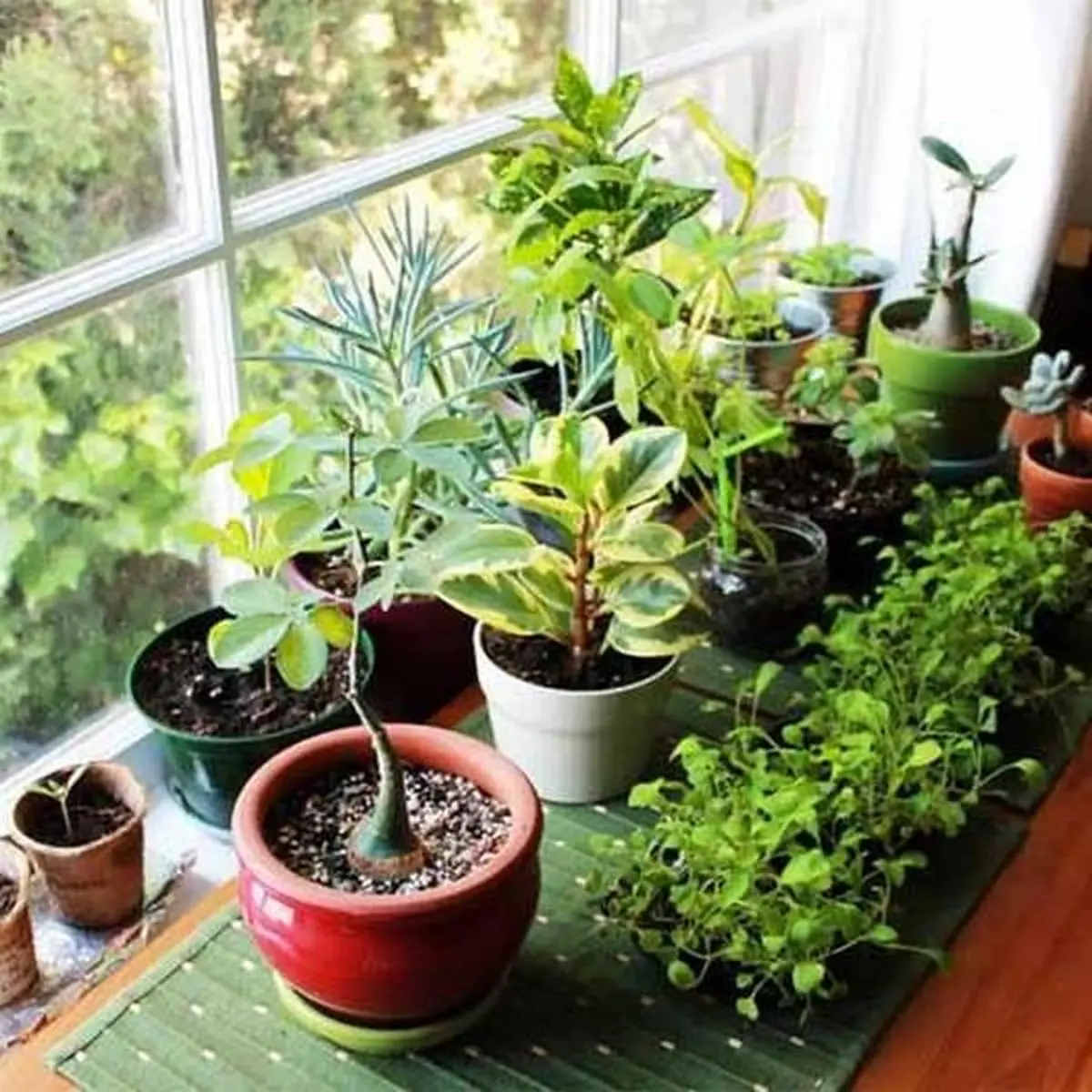 house-plants-decor-pic