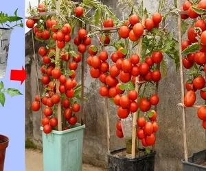 کشاورزی خلاقانه؛ چطور تو سطل گوجه فرنگی بکاریم که پر بار بشه؟ یه روش عالی واسه آبیاری