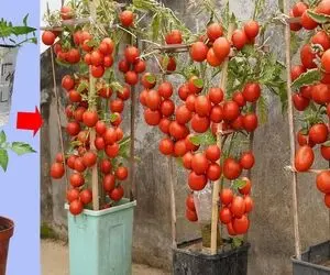 کشاورزی خلاقانه؛ چطور تو سطل گوجه فرنگی بکاریم که پر بار بشه؟ یه روش عالی واسه آبیاری