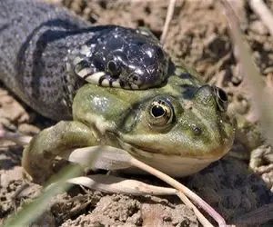 از جذابیت های حیات وحش؛ زجرکش شدن قورباغه ای که مار پیتون ذره ذره کردش تو دهنش