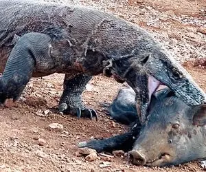 مستند حیات وحش؛ اژدهای کومودو گراز رو با خاک و کلی گل قورت داد