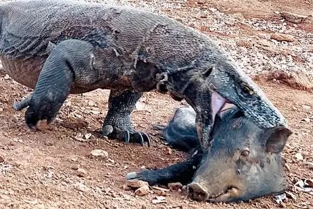 مستند حیات وحش؛ اژدهای کومودو گراز رو با خاک و کلی گل قورت داد