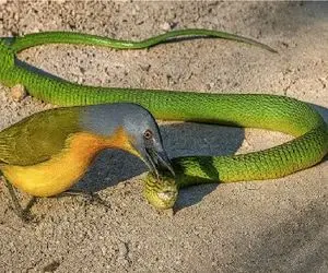 مستند حیات وحش؛ مار شلنگی کمر همت بسته به منقرض کردن پرنده ها