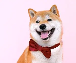 شیبااینو بالاخره پیروز میشود یاخیر؟