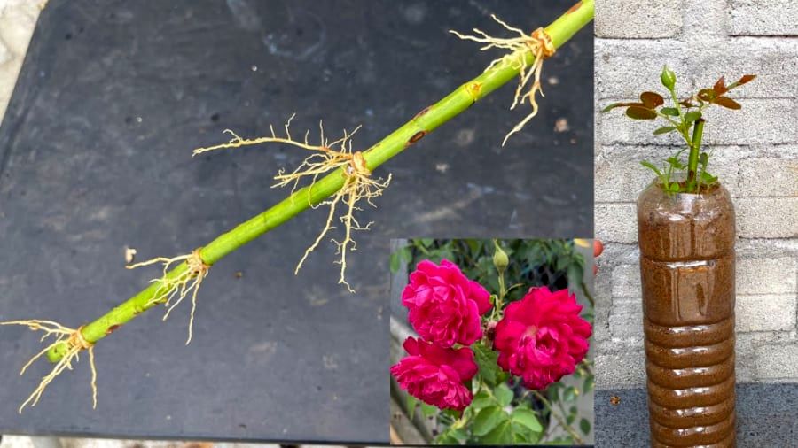 کاشت و برداشت خانگی؛ قلمه زدن گل رز به روش ساده اینجوری راحت تکثیرش کن
