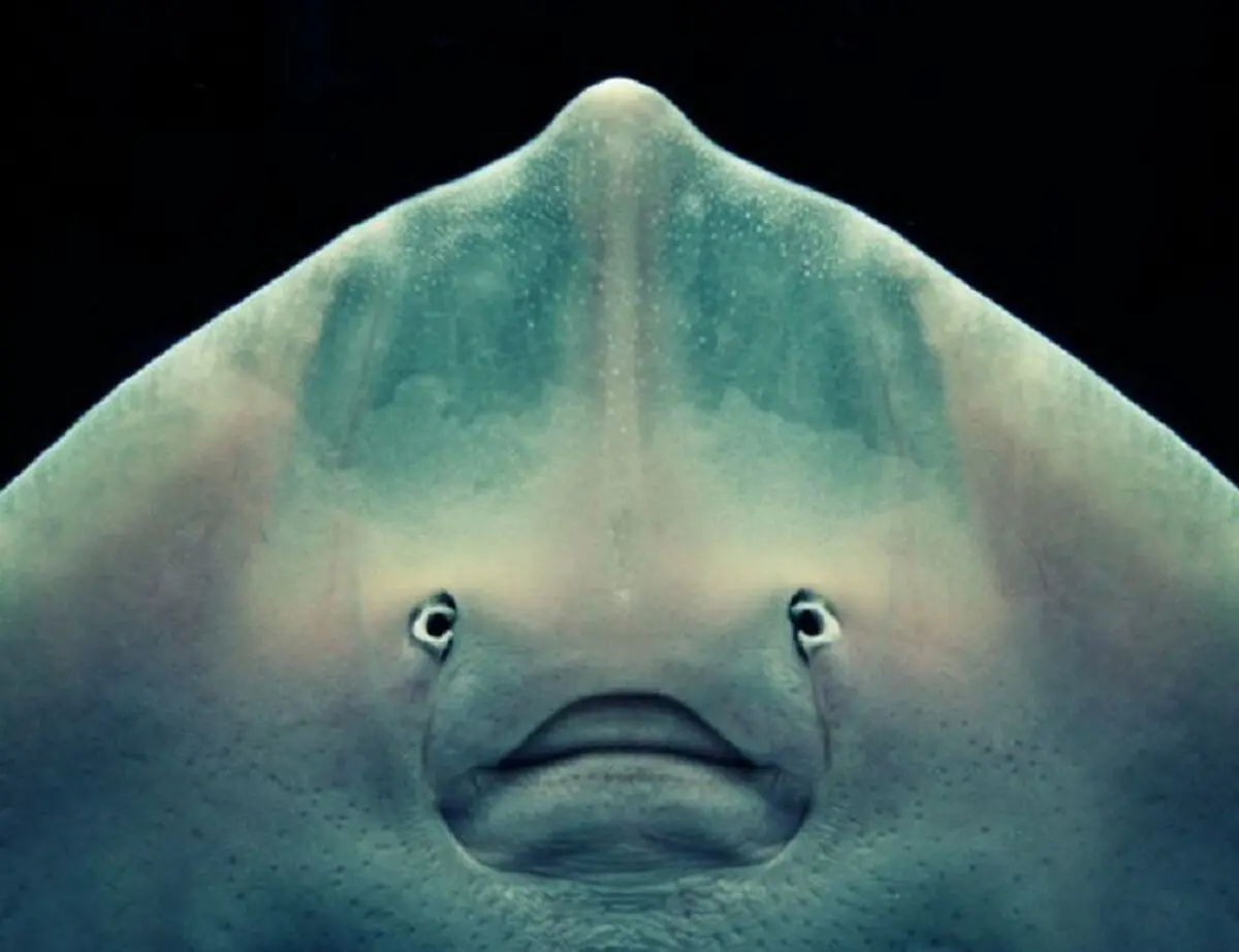 0_Stingray