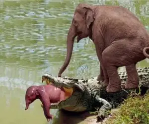 مستند حیات وحش/تمساح تو آسمون مثل فرفره میچرخه تا تقاص پس بده