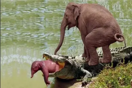 مستند حیات وحش/تمساح تو آسمون مثل فرفره میچرخه تا تقاص پس بده