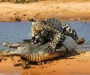 نارام زیان؛ جگوار با سرعت برق پرید رو تمساح از قفا سرشو برید شروع کرد به بلع