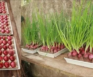 کشاورزی نوین؛ کاشت پیاز توی شان تخم مرغ بدون خاک فقط بهش آب بده ببین چی میشه