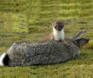 آن روی طبیعت وحشی؛ بازیگوشی تماشایی قاقم و خرگوش به هیپنوتیزم شدن خرگوش منجر شد