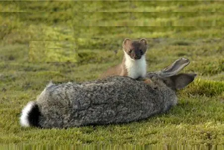 آن روی طبیعت وحشی؛ بازیگوشی تماشایی قاقم و خرگوش به هیپنوتیزم شدن خرگوش منجر شد