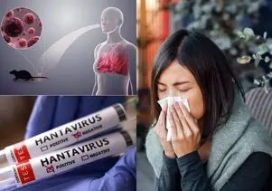 هانتا ویروس چیست از چه حیوان و کشوری متولد شد و چقدر مرگ و میر دارد؟ به ایران رسیده؟