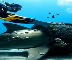 مستند کاوش؛ کوسه رو از لاستیک رهانیدن واسه تشکر نخوردشون